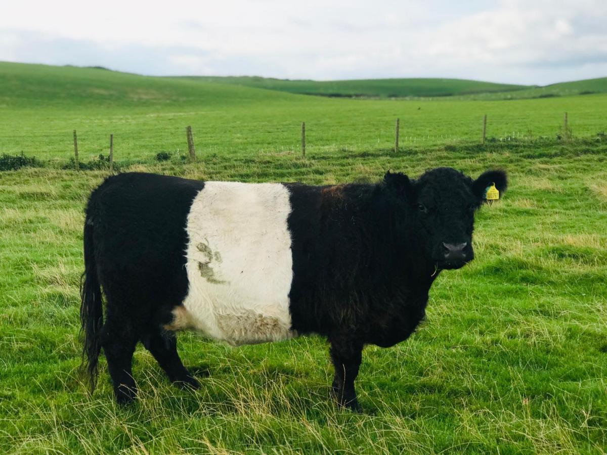 Bunnahabhain 5 - Farm Stay - Stunning sea&rural views Stranraer Exterior foto